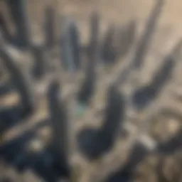 Aerial view of Burj Khalifa showcasing its towering residential floors